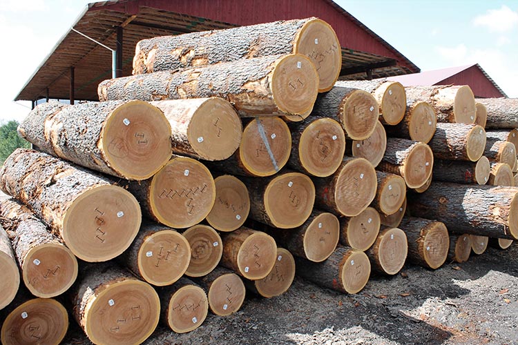 VENEER LOGS – Veneer Logs Shipped Worldwide!